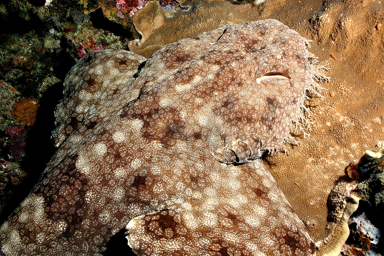 Raja Ampat 2016 - Eucrossorhinus Daypogon - Tasselled Wobbegon - Requin Tapis barbus - IMG_5324_rc.jpg